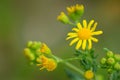Roundleaf groundsel Royalty Free Stock Photo