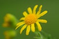 Roundleaf groundsel Royalty Free Stock Photo