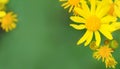 Roundleaf groundsel Royalty Free Stock Photo