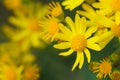 Roundleaf groundsel Royalty Free Stock Photo
