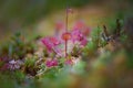 Roundleaf sundew - common sundew, is a carnivorous species of flowering plant that grows in bogs Royalty Free Stock Photo
