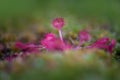 Roundleaf sundew - common sundew, is a carnivorous species of flowering plant that grows in bogs Royalty Free Stock Photo