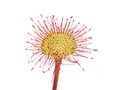 Roundleaved sundew carnivorous plant Drosera rotundifolia Royalty Free Stock Photo