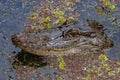 The head of a swimming alligator