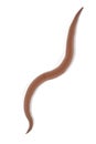 Roundworm