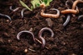 Roundworms in the soil, fertilizer and compost. Generative ai Royalty Free Stock Photo