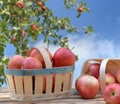 Red apples in little basket on a wooden table in front of branch of apple tree on blue sky Royalty Free Stock Photo