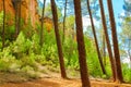 Roussillon ocher deposit: Forest of sloping pine trees in the canyon with the red earth Royalty Free Stock Photo