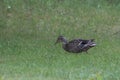 Female Mallard duck foraging Lake of the Woods