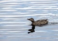 Female Mallard Duck looking for perfect nesting spot