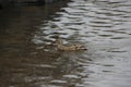 Female Mallard Duck looking for perfect nesting spot