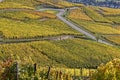 The Route des Vins winds between vineyards