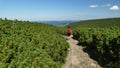 Route among mountain pine in the mountain. Royalty Free Stock Photo