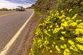 Route 1, Pacific Coast Highway (PCH) with spring flowers lining road