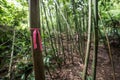 Route tree marks on bamboo trail forest hiking