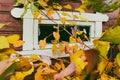 The routed window behind the autumn leaves (Syringa vulgaris) Royalty Free Stock Photo