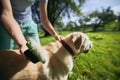 Pet owner is brushing fur of his dog