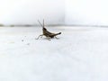 Routine visits of brown wood locust in people's yards