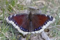 Rouwmantel, Camberwell Beauty, Nymphalis antiopa