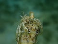 Roux\'s hermit crab or small hermit crab, south-claw hermit crab (Diogenes pugilator) undersea, Aegean Sea