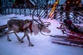 Rovaniemi - December 16, 2017: Tourists riding reindeers in Santa Claus village of Rovaniemi, Finland Royalty Free Stock Photo