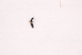 Rove beetle Royalty Free Stock Photo