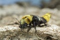 Rove beetle, Emus hirtus on cow dung Royalty Free Stock Photo