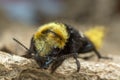 Rove beetle, Emus hirtus on cow dung Royalty Free Stock Photo