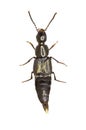 Rove Beetle Philonthus on white Background