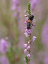 Rove Beetle - Platydracus stercorarius