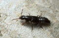 Rove beetle on rock Royalty Free Stock Photo