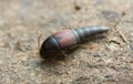 Rove beetle, Sepedophilus marshami on rock Royalty Free Stock Photo