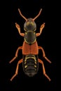 Rove beetle Staphylinus caesareus entomology specimen with spreaded legs and antennae isolated on pure black background. Studio Royalty Free Stock Photo