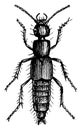 Rove Beetle, vintage illustration