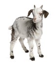 Rove goat Kid, 1 month old, standing Royalty Free Stock Photo