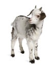 Rove goat Kid, 1 month old Royalty Free Stock Photo