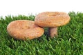 Rovellons, typical autumn mushroom of Spain