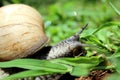 Roving Snail Royalty Free Stock Photo