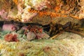 Rovk lobster under colourful overhang