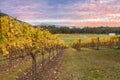 Rovs of yellow leafed fines at Vineyard in Yarra Valley, Austral Royalty Free Stock Photo