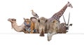 Row of African safari animals hanging their paws over a white banner Royalty Free Stock Photo