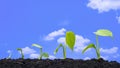 agriculture plant seedlings growing in germination sequence on fertile soil with blurred white clouds in blue sky Royalty Free Stock Photo