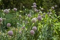 Row of allium ampeloprasum or common leek in garden