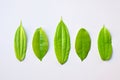 A row of alternately different green leaves