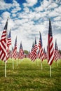 Row of American flags standing in the green field Royalty Free Stock Photo