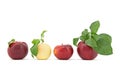 Row of apples with leaves on white background Royalty Free Stock Photo
