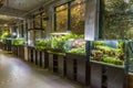 Row of aquariums in a tropical greenhouse