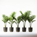 Row Of Areca Palm Pots: Darkroom Photography Inspired Organic Material