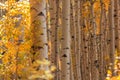 Row of Aspen trees in autumn time Royalty Free Stock Photo