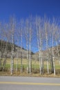 Row of autumn leafless birch trees along a countryside road.